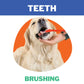 Dog Teeth Brush Service